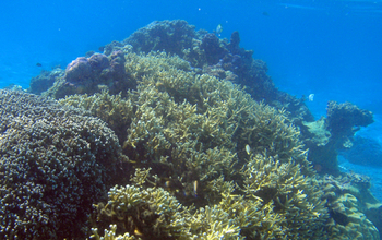 A Moorea lagoon patch reef that's dominated by live coral.